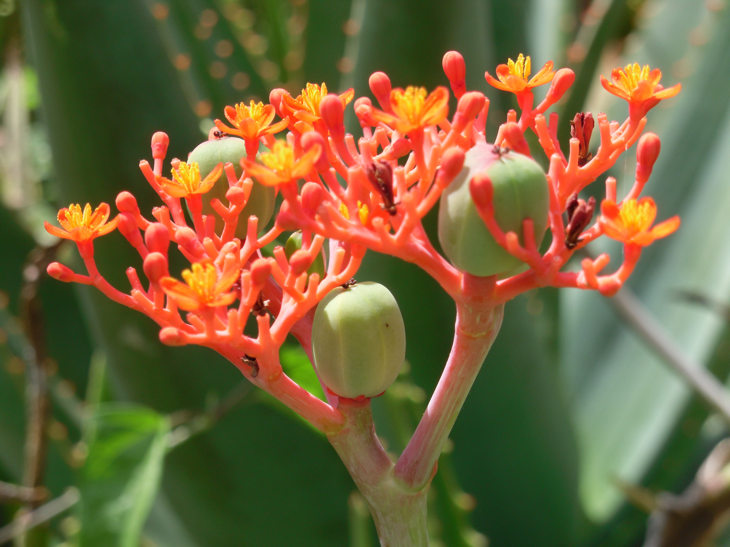 Pretty flowers of Kauai